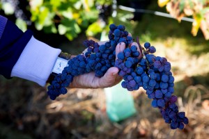 2014_09_vendanges-CdB-3095