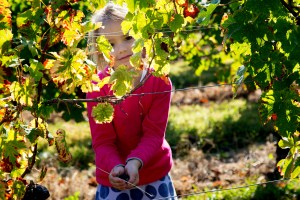 2014_09_vendanges-CdB-3105