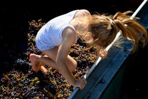 2014_09_vendanges-CdB-3251