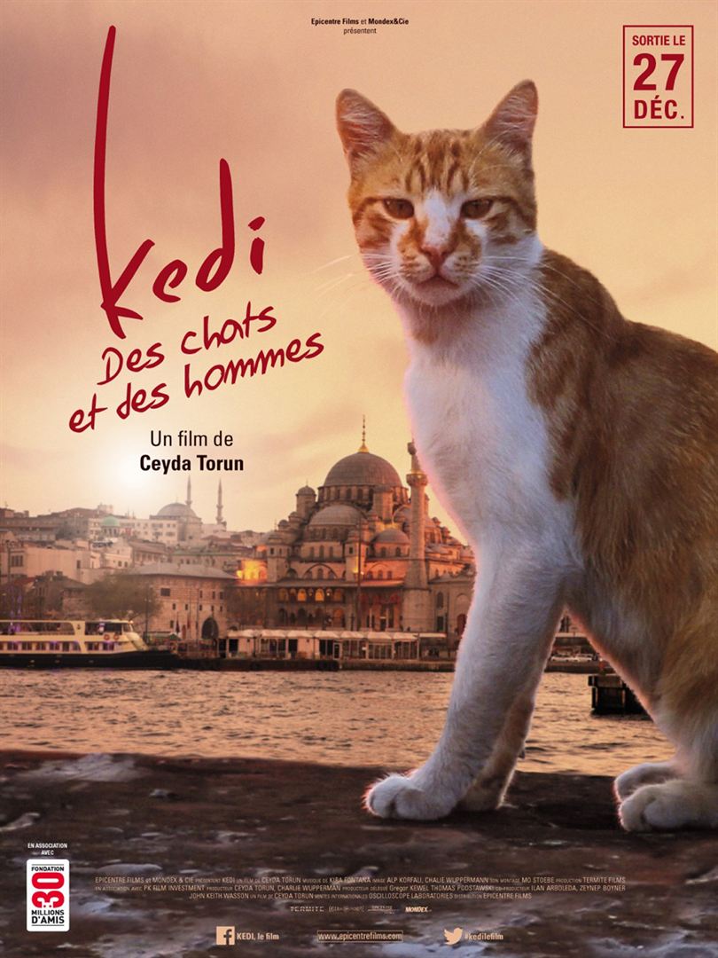 kedi-affiche