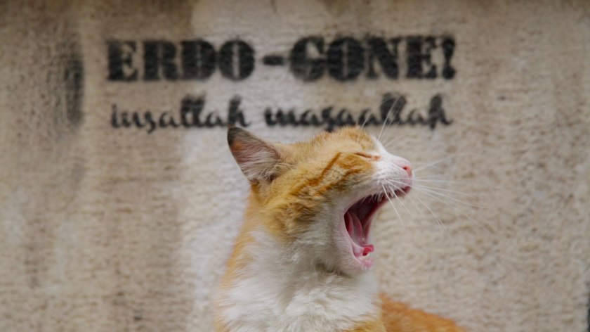 kedi-ergo-gone